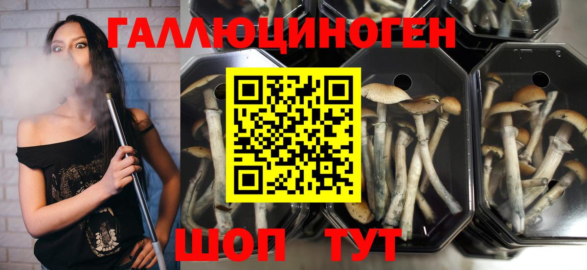 Псилоцибиновые грибы мицелий  Вход с VPN  Псилоцибиновые грибы Psilocybine cubensis  Сальск 